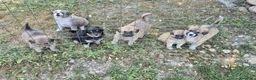 Meticcio cani in regalo: Regalo cuccioli - Annuncio 8