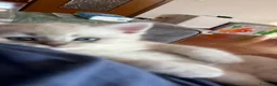Scottish gatti in vendita: Gattino schottish bianco con occhi azzurri - Annuncio 10