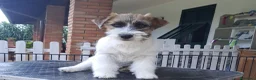 Jack Russell cani in vendita: Cuccioli Jack Russell ruvido - Annuncio 4