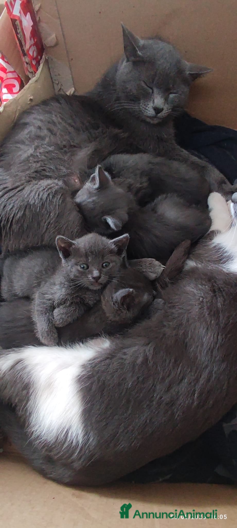 Europeo gatti gattini - Annuncio 1