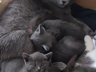 Europeo gatti gattini - Annuncio 2