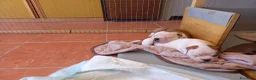 Bulldog cani in vendita: Cucciolo American bulldog  - Annuncio 13