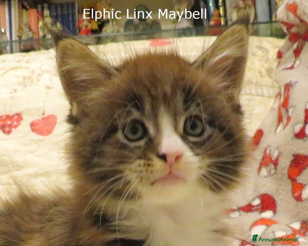 Maine Coon gatti in vendita: Fantastici cuccioli di Maine Coon disponibili - Annuncio 10