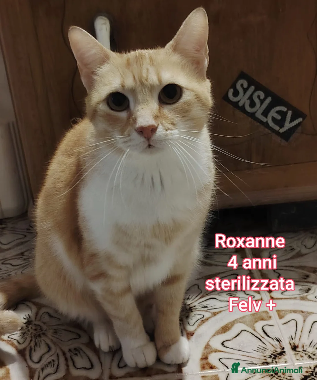 Altre razze gatti in regalo: TANTI MICINI SOLI! a Provincia di Vicenza - Annuncio 11