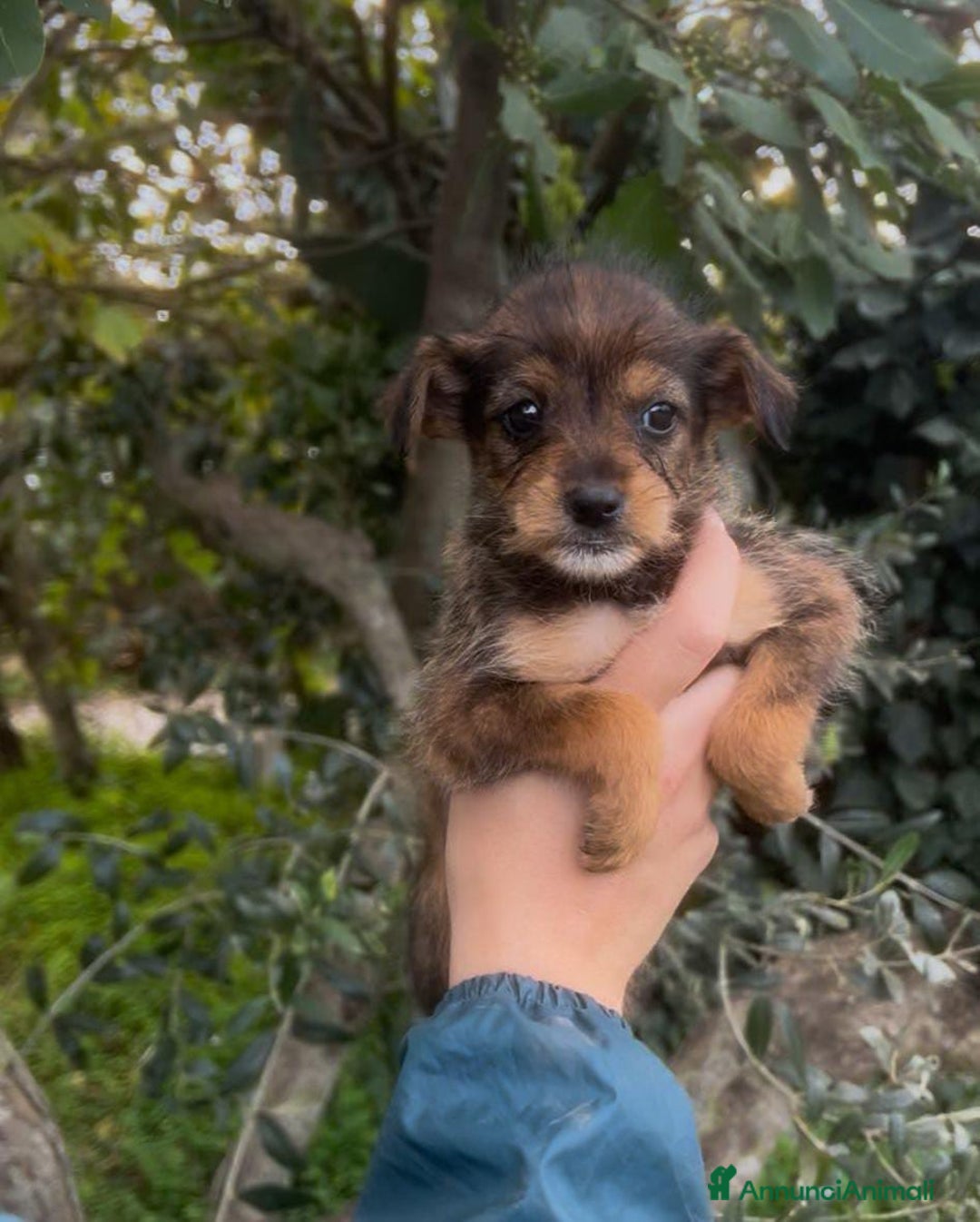 Meticcio cani in regalo: ISA 🩷 - cucciola taglia piccola, cerca famiglia  - Annuncio 3