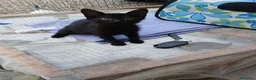 Europeo gatti in regalo: Nerina e bianchino - Annuncio 4