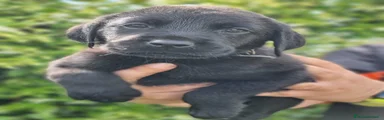 Labrador Cucciolo 2