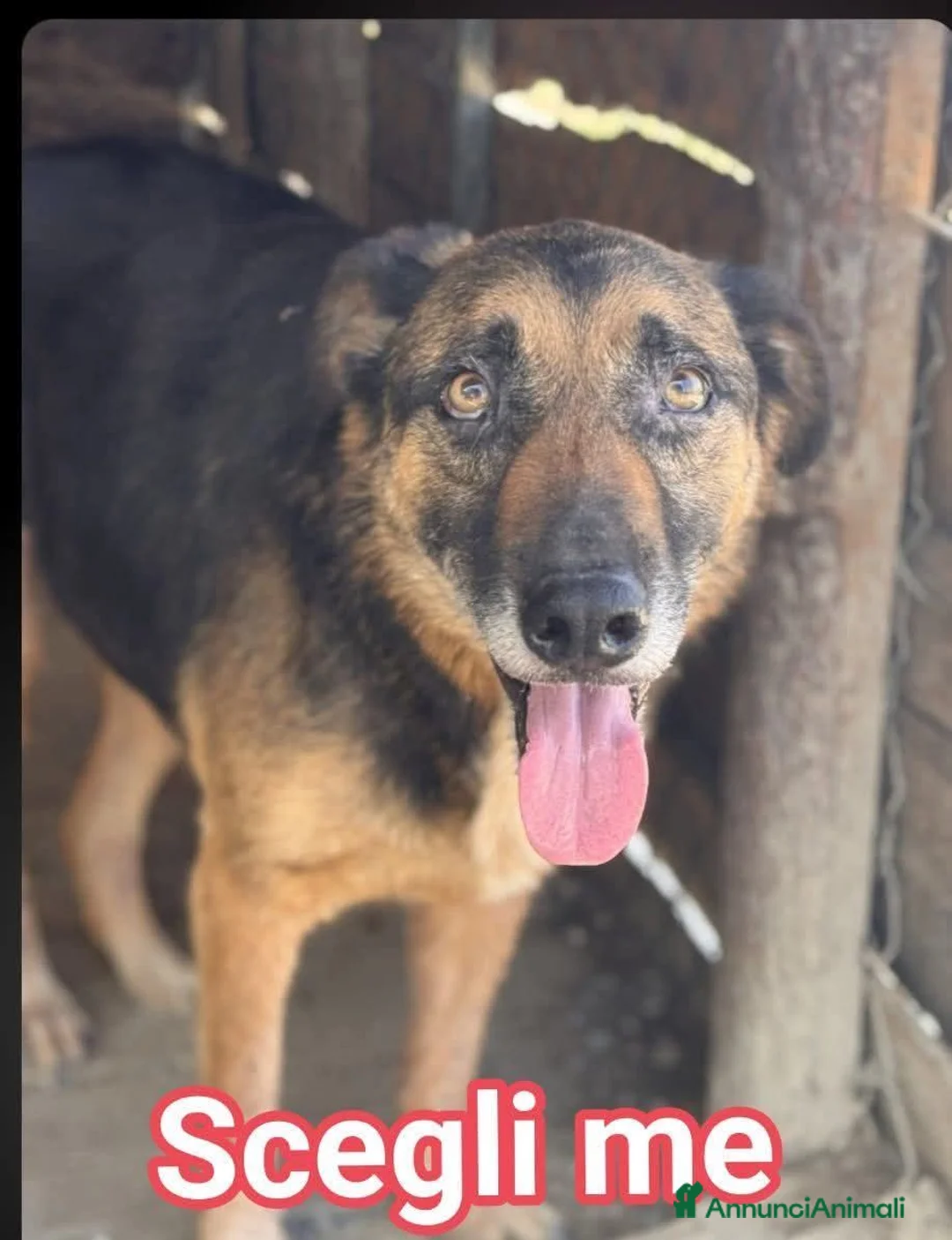 Meticcio cani in regalo: Ettore - Annuncio 1