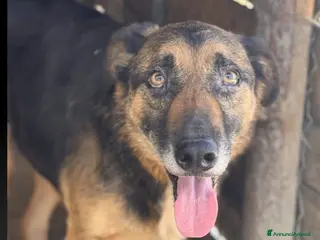 Meticcio cani Ettore - Annuncio 5