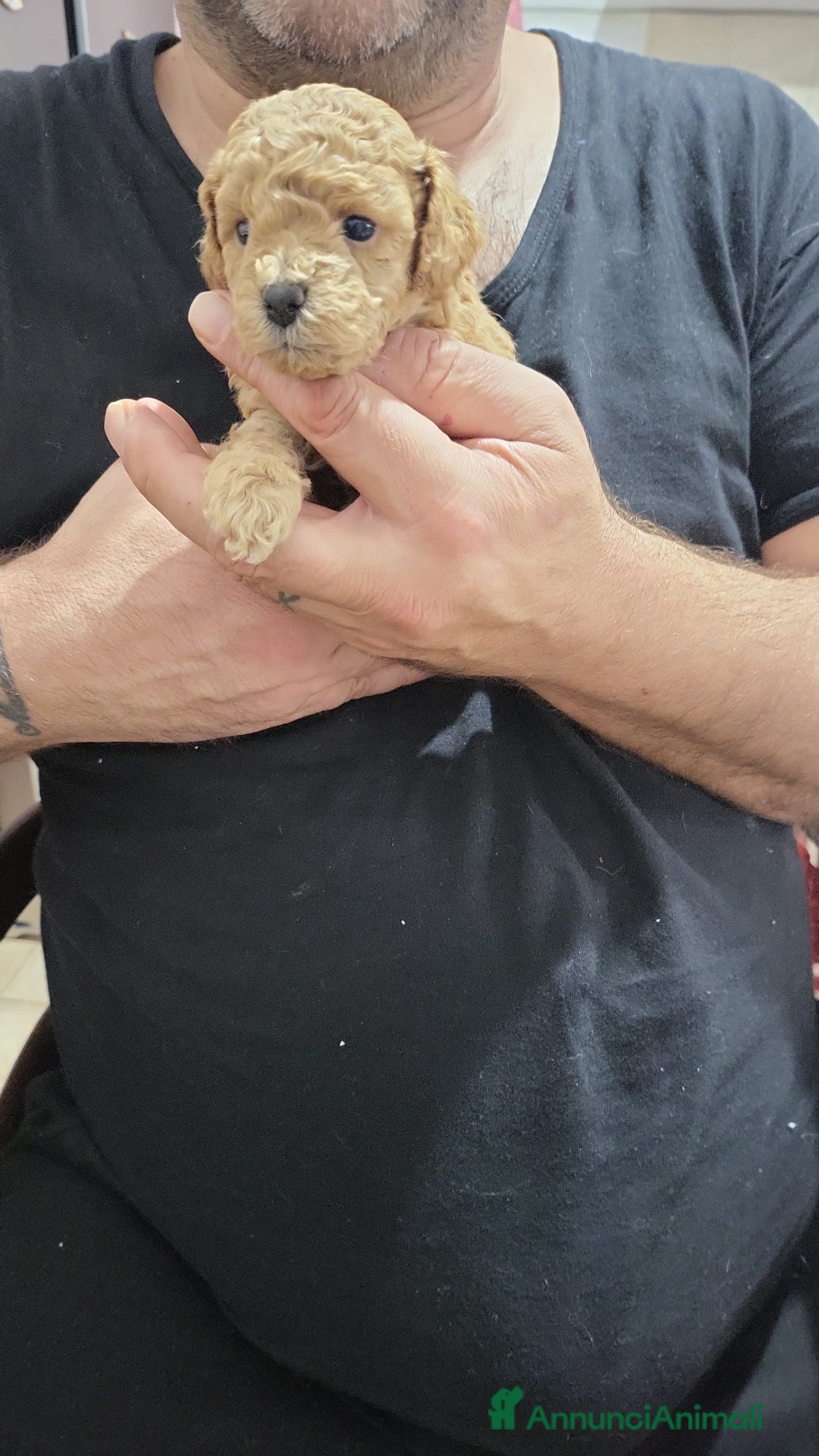 Barboncino Toy cani in vendita: Barboncino minitoy  - Annuncio 3