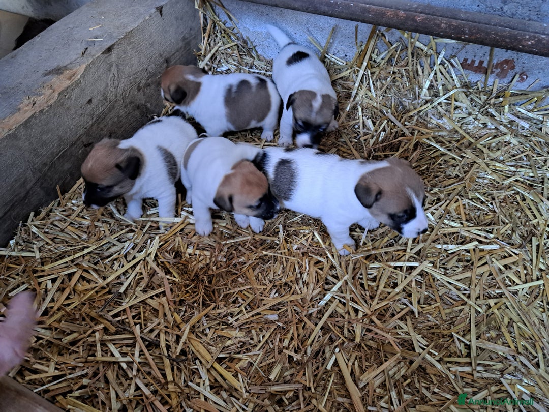 Jack Russell cani in vendita: Vendo cuccioli  jack russell  - Annuncio 1
