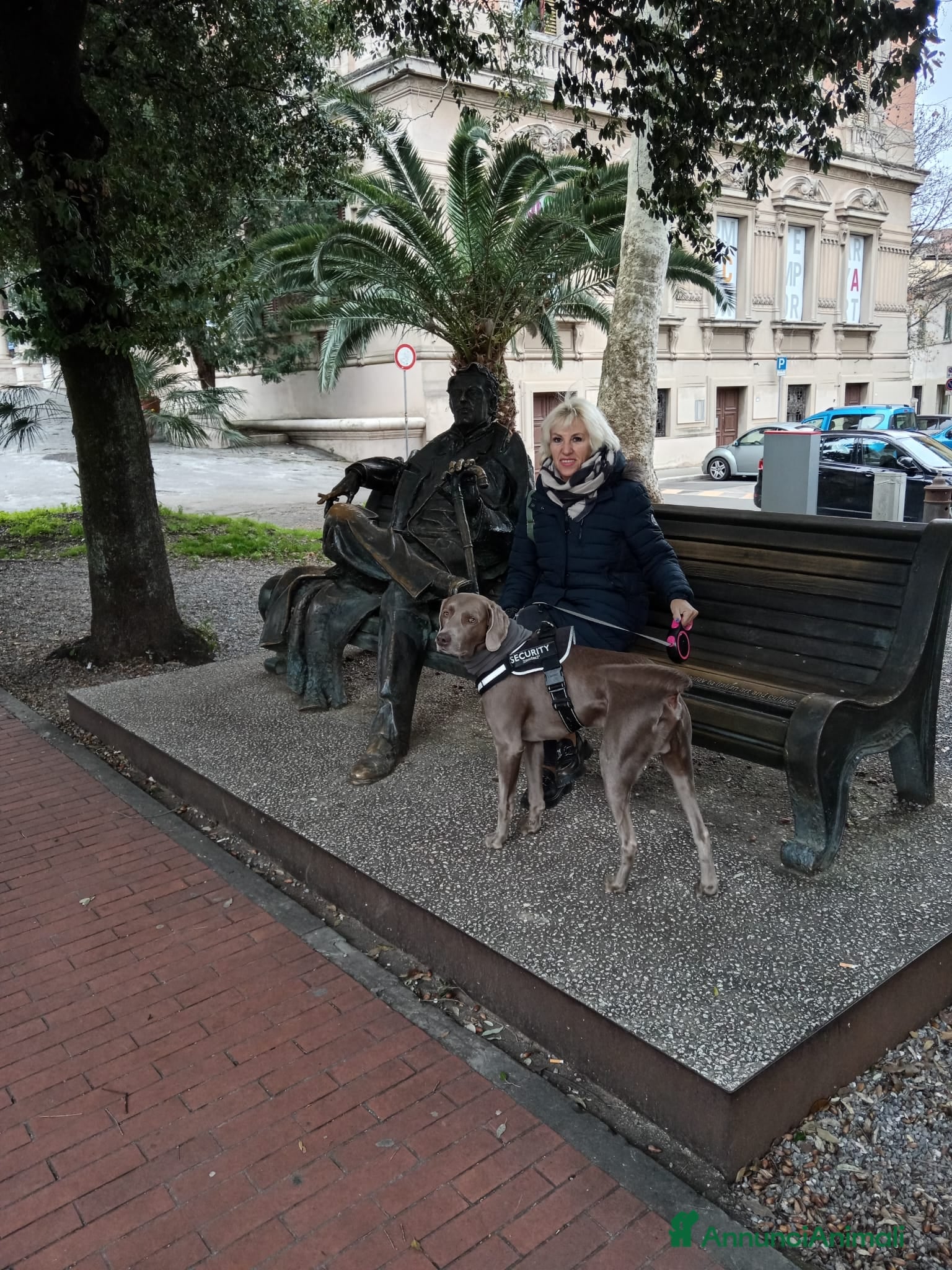 Weimaraner cani Weimaraner per accoppiamento  - Annuncio 2