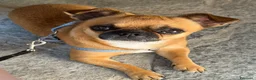 Chihuahua cani per accoppiamento: Femmina per accoppiamento  a Provincia di Cuneo - Annuncio 1