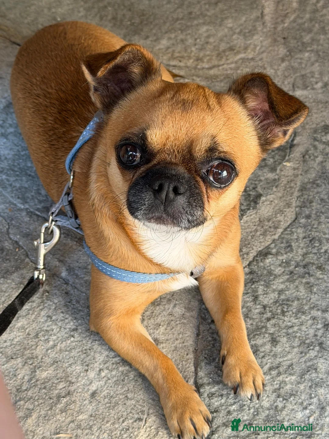 Chihuahua cani per accoppiamento: Femmina per accoppiamento  a Provincia di Cuneo - Annuncio 1