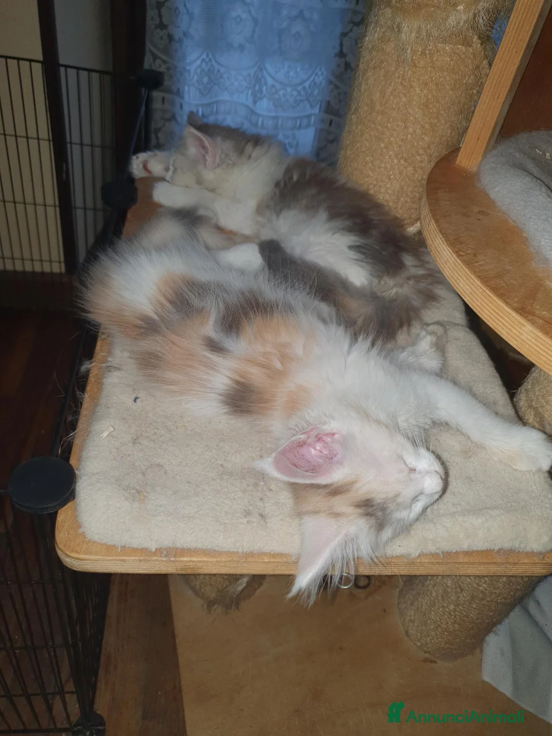 Maine Coon gatti in vendita: Maine coon cuccioli  a Città Metropolitana di Torino - Annuncio 15