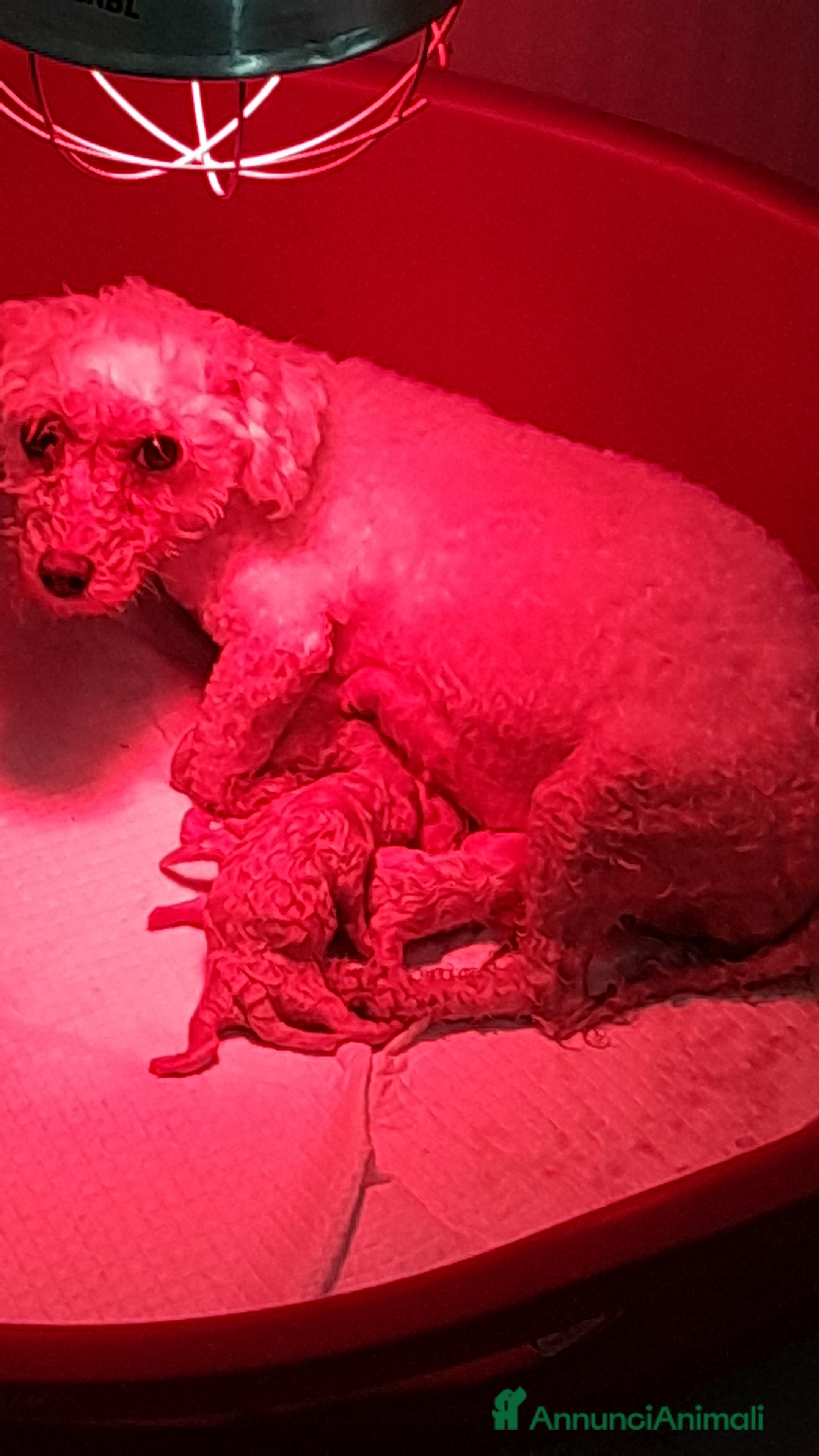Bichon cani Bichon a pòil frisè  a Magenta - Annuncio 4