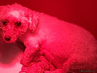 Bichon cani Bichon a pòil frisè a Magenta - Annuncio 4