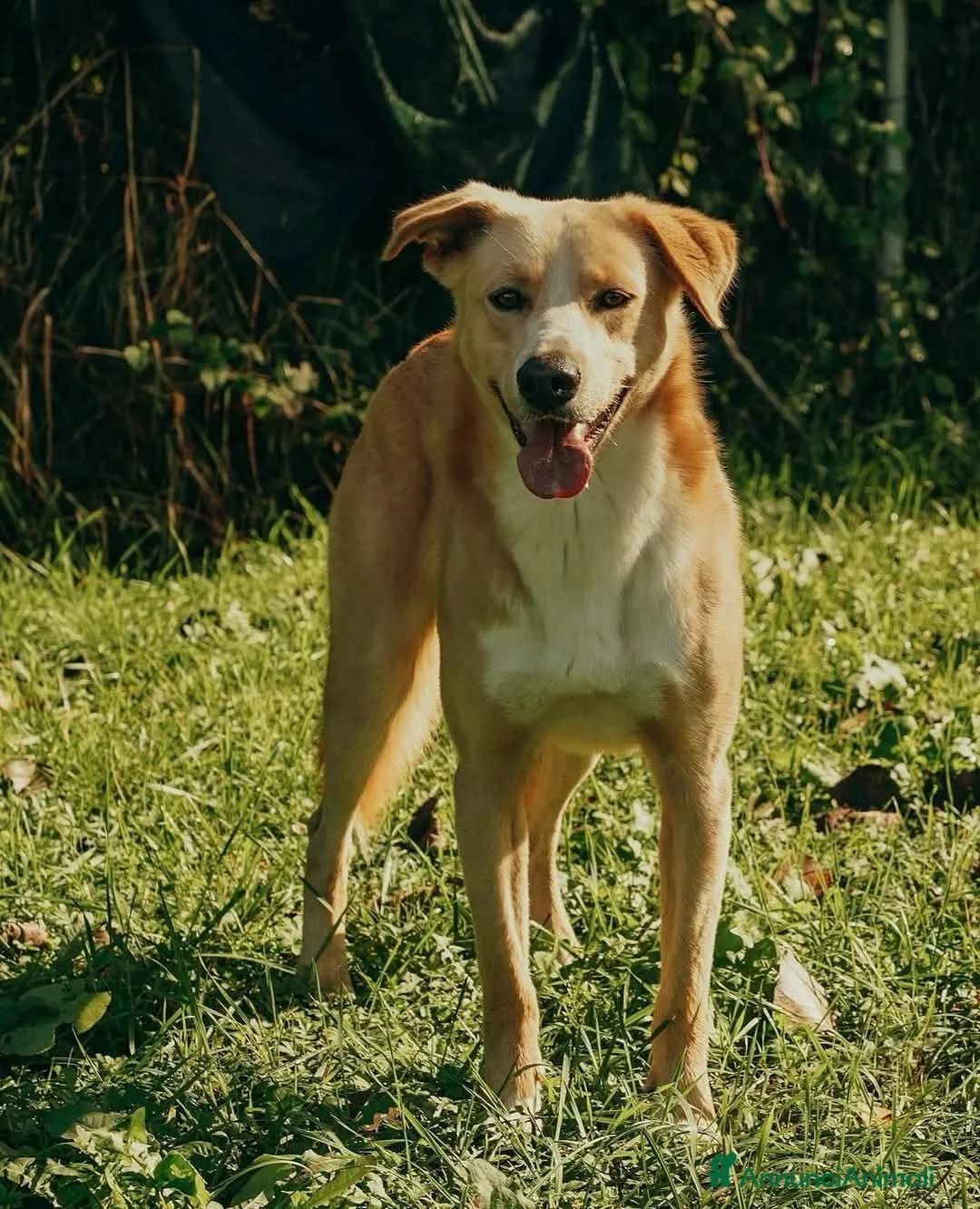 Meticcio cani in regalo: William a Provincia di Treviso - Annuncio 2