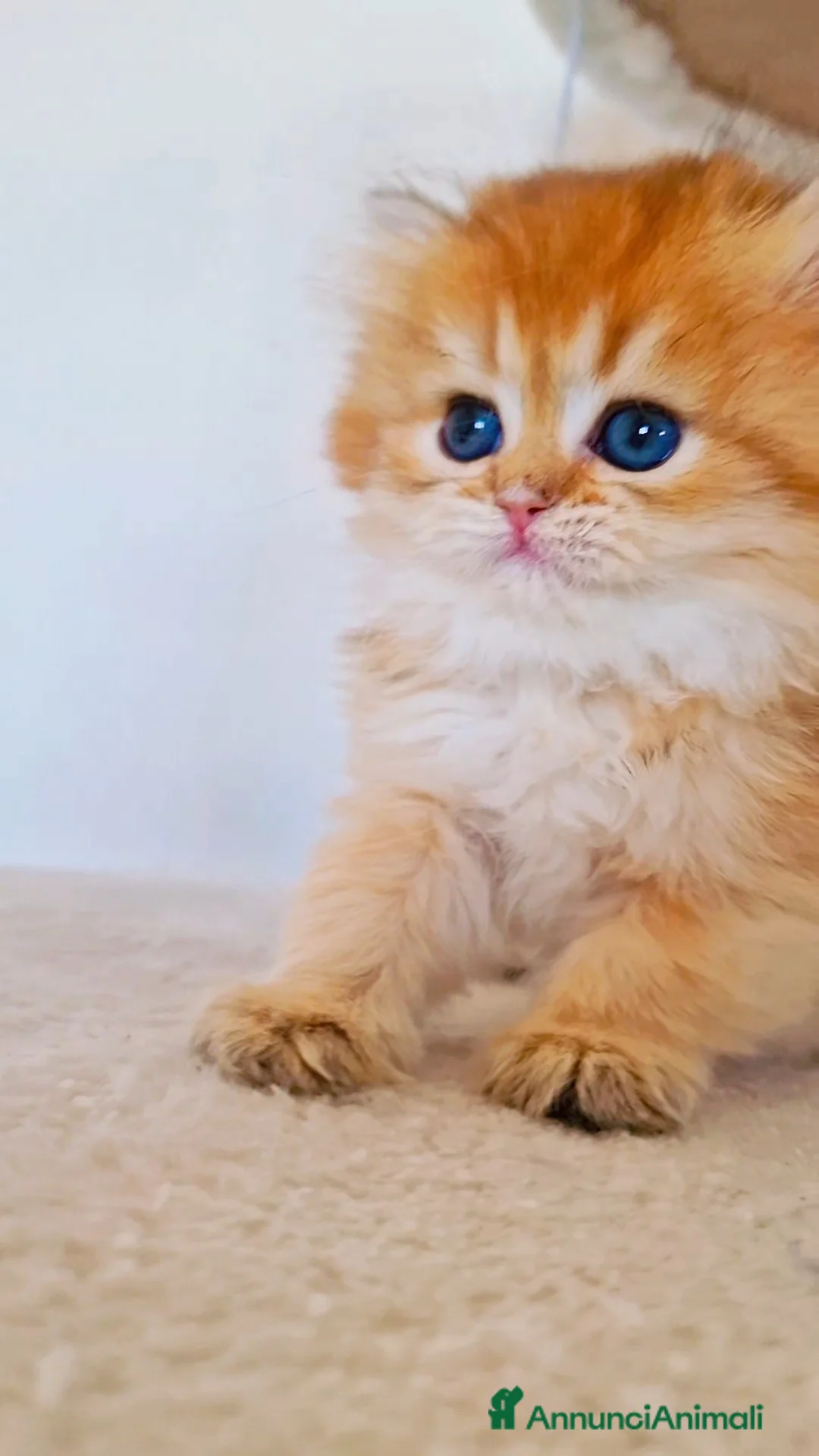 Scottish gatti in vendita: Scottish  - Annuncio 1