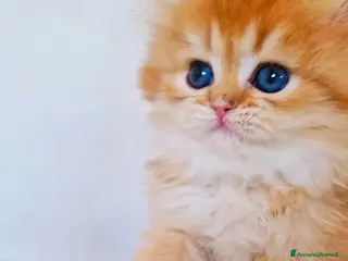 Scottish gatti Scottish - Annuncio 15