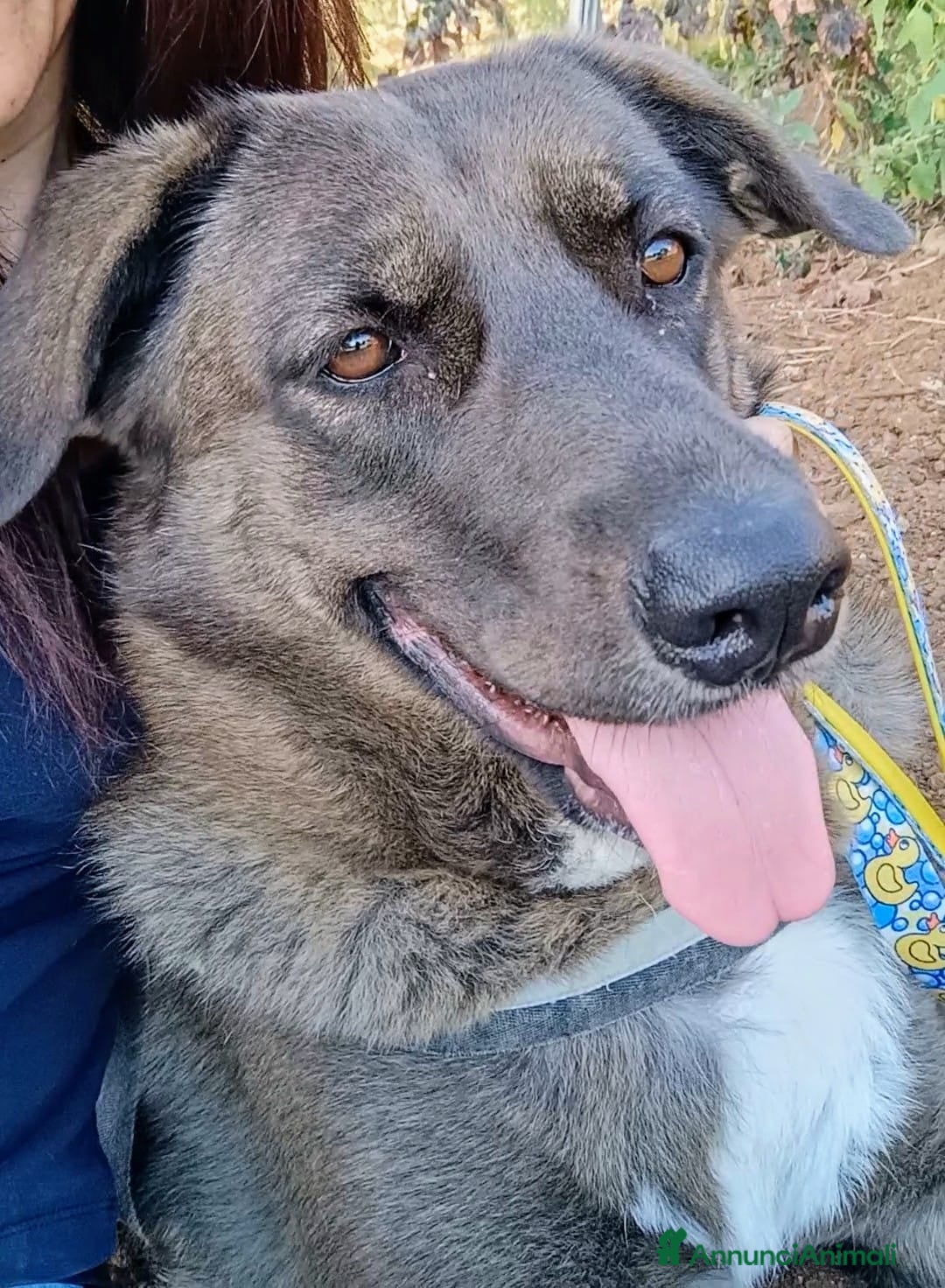 Meticcio cani in regalo: Nerina - Annuncio 4