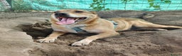 Meticcio cani in regalo: Bruno 5/6anni lo volevano morto! NAPOLI SOS CASA a Città metropolitana di Milano - Annuncio 2