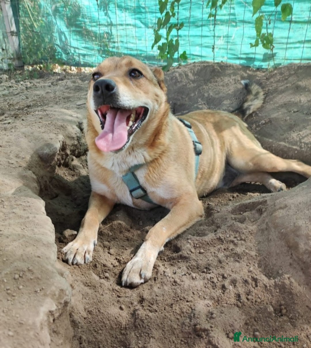 Meticcio cani in regalo: Bruno 5/6anni lo volevano morto! NAPOLI SOS CASA a Città metropolitana di Milano - Annuncio 2