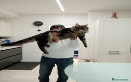 Maine Coon gatti per accoppiamento: Maine Coon per accoppiamento con pedigree - Immagine 4