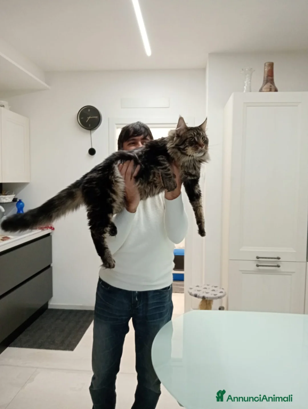 Maine Coon gatti per accoppiamento: Maine Coon per accoppiamento con pedigree - Annuncio 4