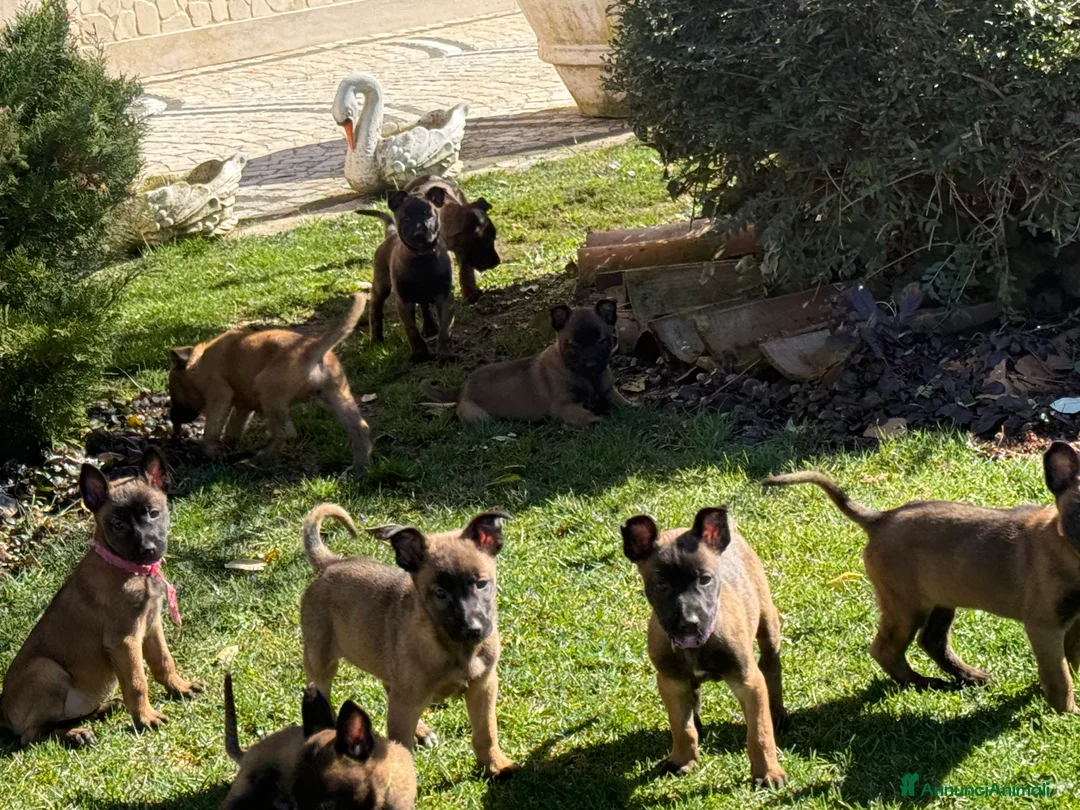 Pastore Belga cani in vendita: Pastore Belga Malinois a Provincia dell'Aquila - Annuncio 10