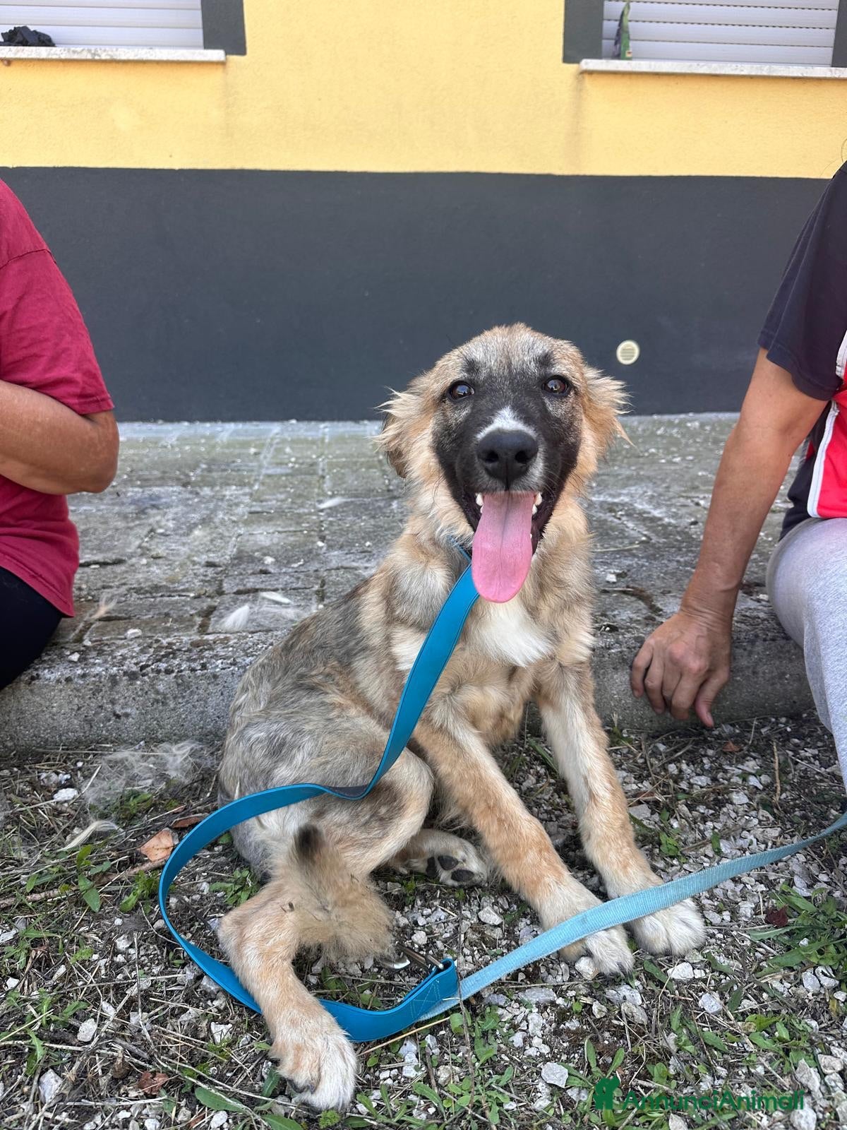 Meticcio cani Tony  - Annuncio 10