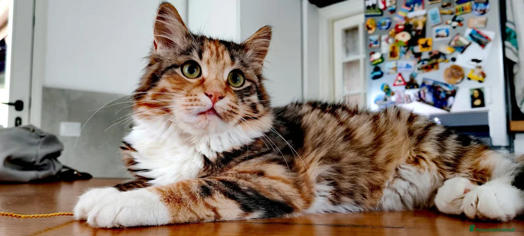 Siberiano gatti in vendita: gattini siberiani cercano famiglia a Provincia di Varese - Annuncio 7