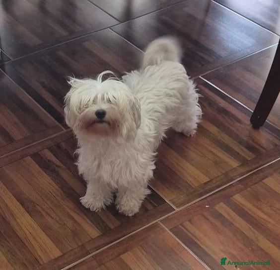 Maltese cani MALTESE FEMMINA - Annuncio 2