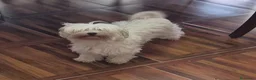 Maltese cani in regalo: MALTESE FEMMINA - Annuncio 1
