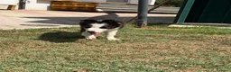 Border Collie cani in vendita: Cucciolo di Border Collie - Annuncio 3