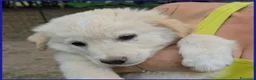 Meticcio cani in regalo: TZATZIKI VISPO CUCCIOLO 2 MESI CERCA AMICO UMANO  - Annuncio 7