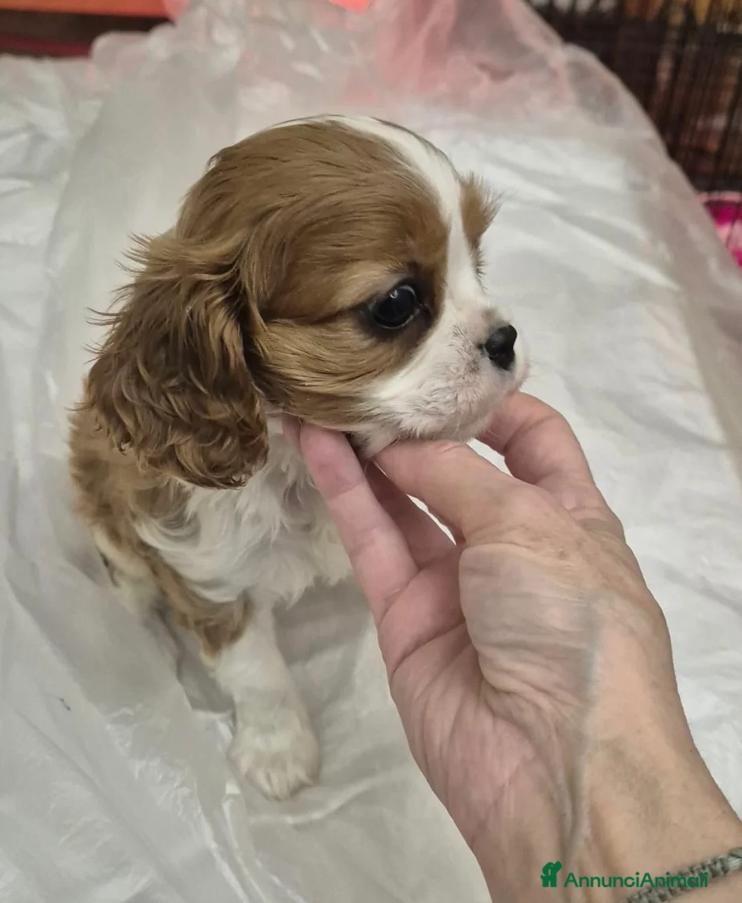 Cavalier King cani in vendita: Cuccioli di Cavalier king - Annuncio 1