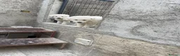 Pastore Abbruzzese Maremmano cani in vendita: Pastore maremmano  - Annuncio 5
