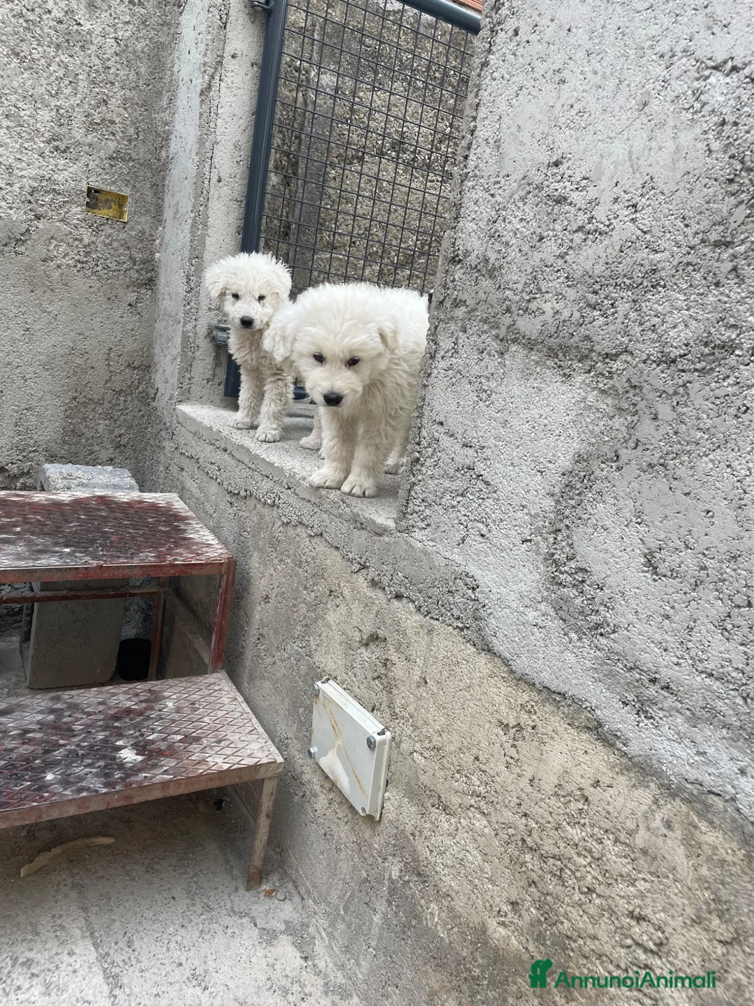 Pastore Abbruzzese Maremmano cani in vendita: Pastore maremmano  - Annuncio 5