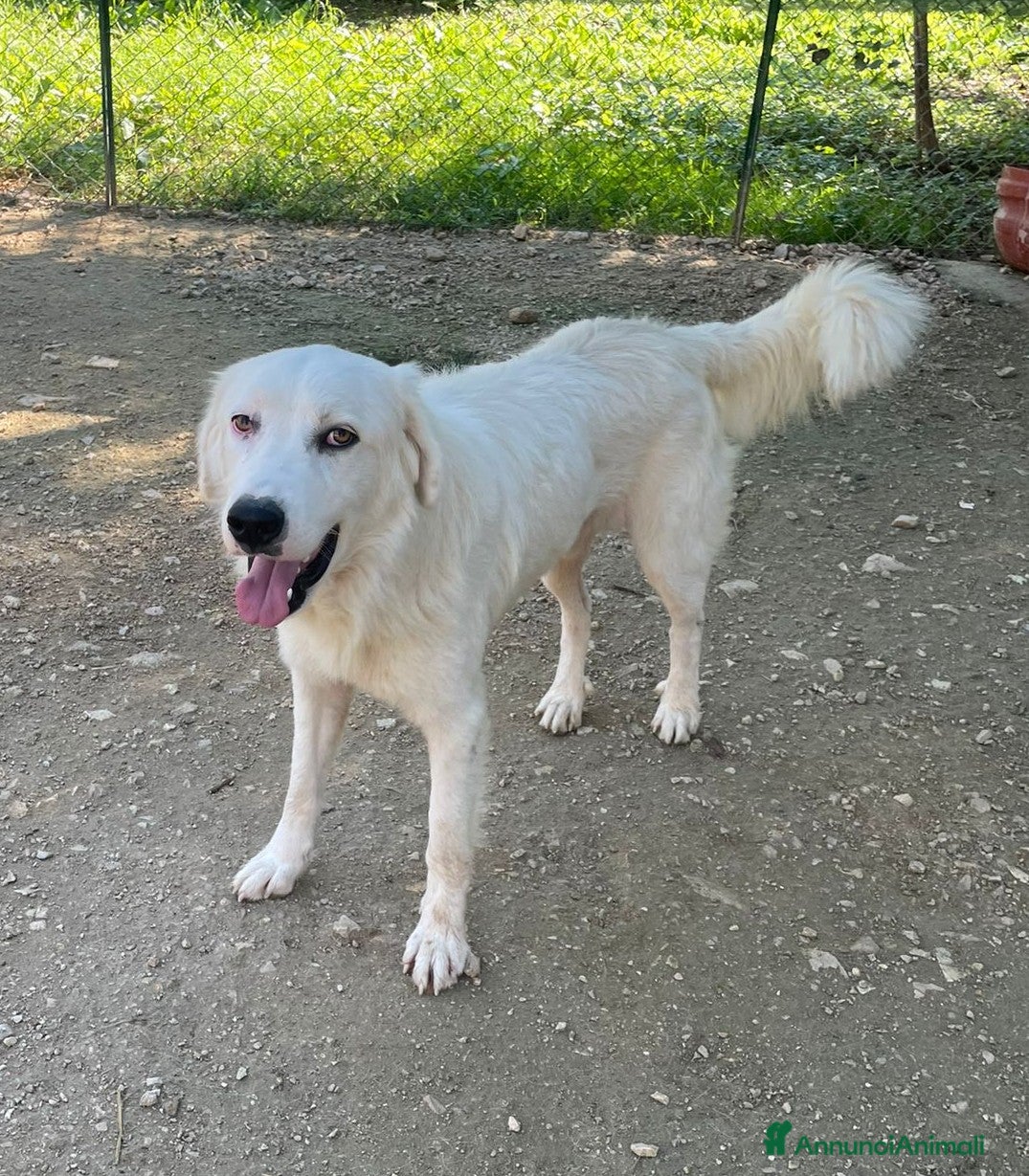 Meticcio cani IL DOLCE SORRISO DI OSLO - Annuncio 36