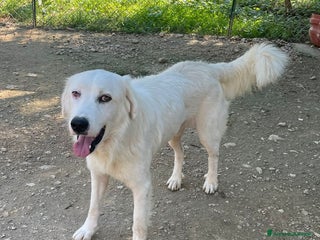 Meticcio cani IL DOLCE SORRISO DI OSLO - Annuncio 22