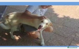 Labrador cani in regalo: Mia 3anni BELLISSIMA mollata dai padroni ROMA a Milano - Immagine 4