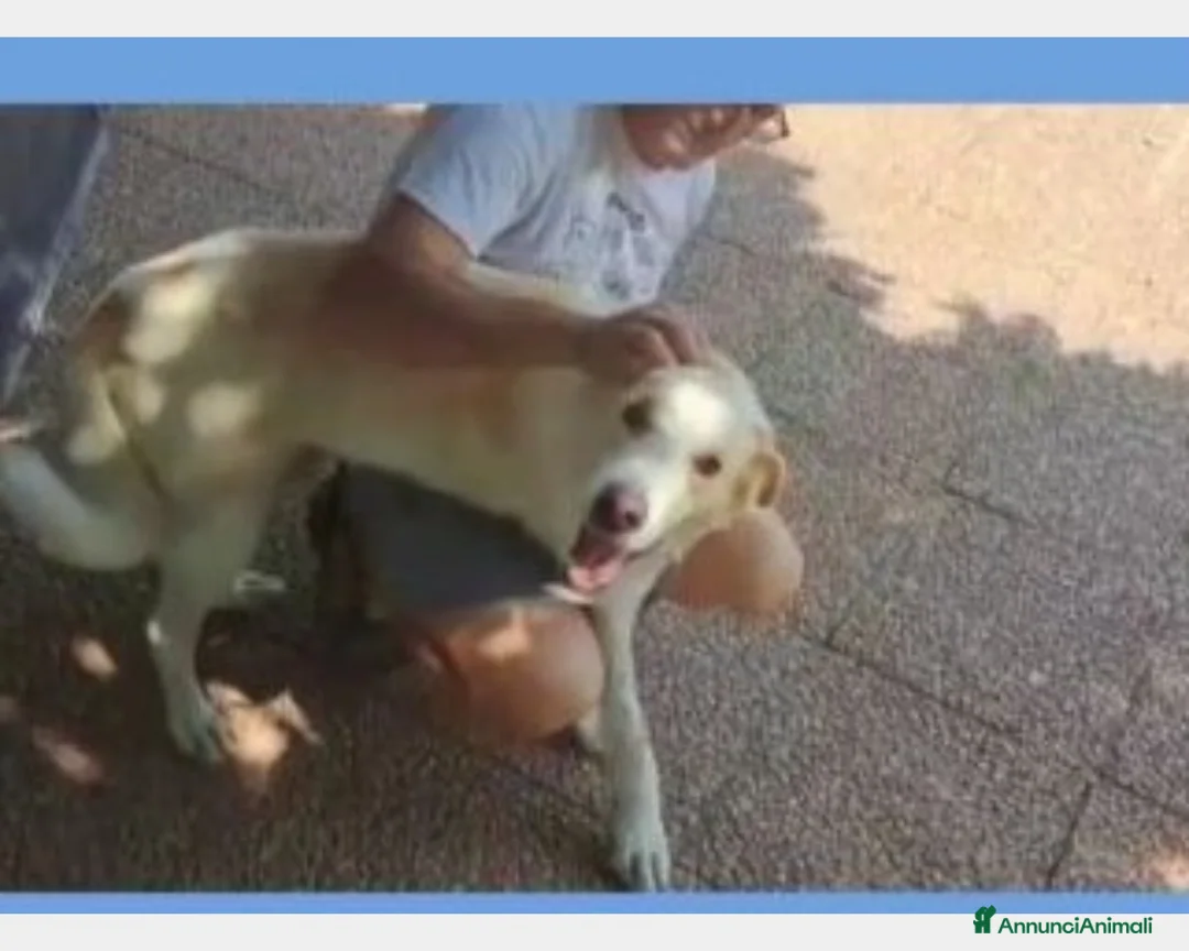 Labrador cani in regalo: Mia 3anni BELLISSIMA mollata dai padroni ROMA a Milano - Annuncio 4