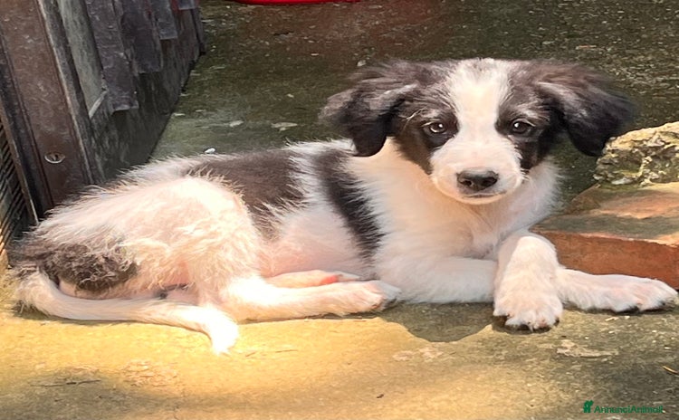 Meticcio cani a Provincia di Salerno - Annuncio 9