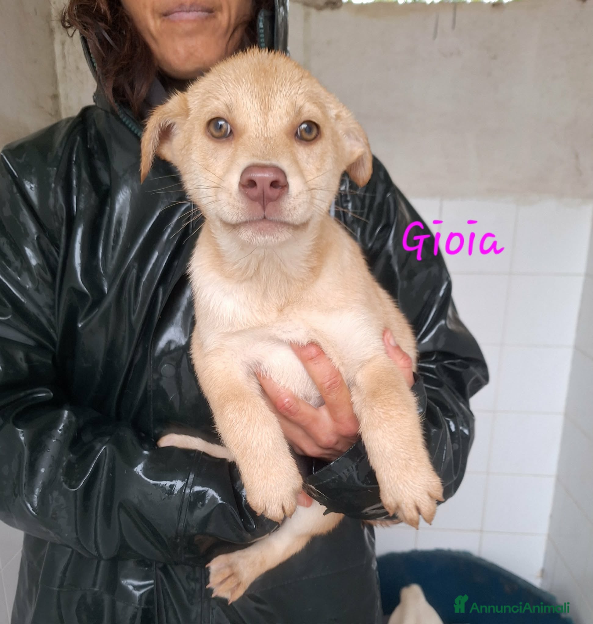 Meticcio cani Cucciola dagli occhi verdi attende la sua mamma - Annuncio 18