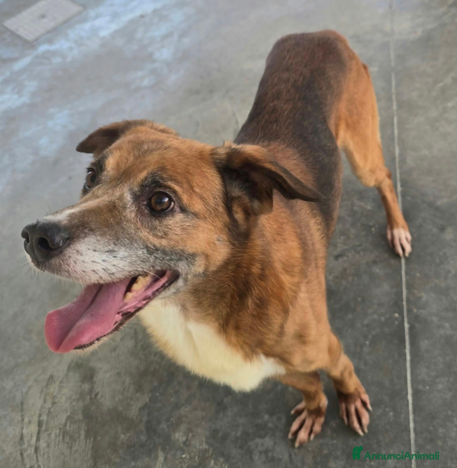 Meticcio cani 16 kg, 4 anni rischia il canile    - Annuncio 11