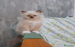 Siberiano gatti in vendita: Cuccioli Neva Masquerade disponibili  a Città Metropolitana di Torino - Immagine 3