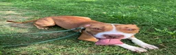Pitbull cani in regalo: BONNIE PIT - Annuncio 3