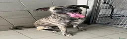 Meticcio cani in regalo: VITO BELLISSIMO MOLOSSETTO - Annuncio 1