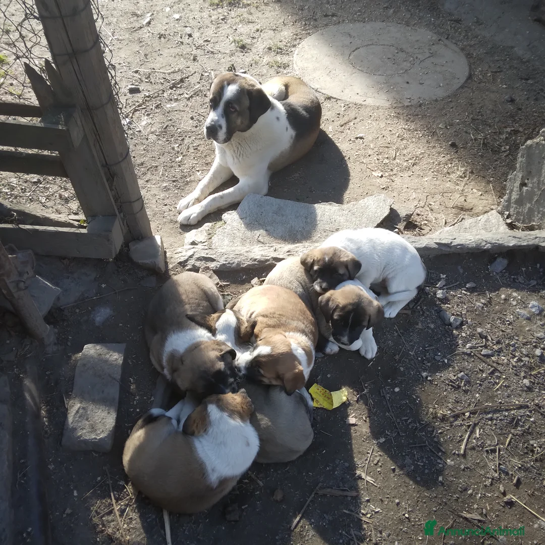 Pastore Asia Centrale cani in vendita: Cuccioli di pastore dell asia centrale  - Annuncio 4